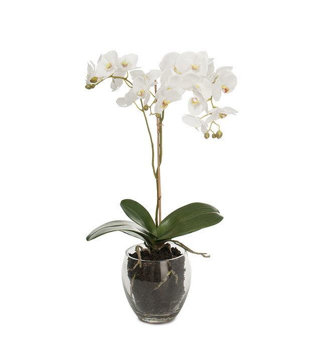 Orkidé Phalaenopsis höjd 65cm
