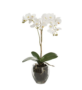 Orkidé Phalaenopsis höjd 65cm