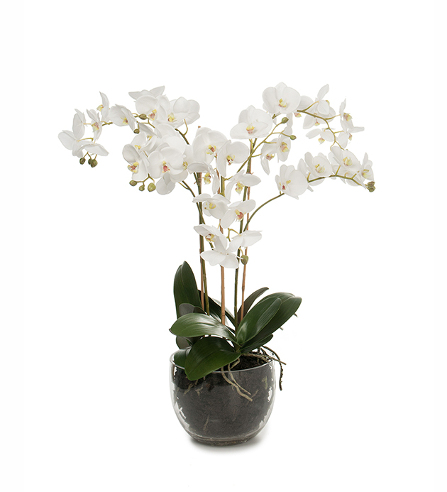 Orkidé Phalaenopsis höjd 70cm