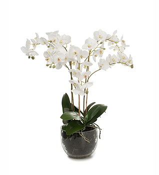 Orkidé Phalaenopsis höjd 70cm