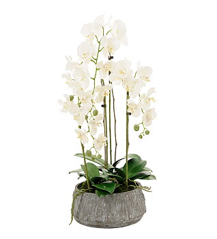 Orkidé Phalaenopsis höjd 85cm