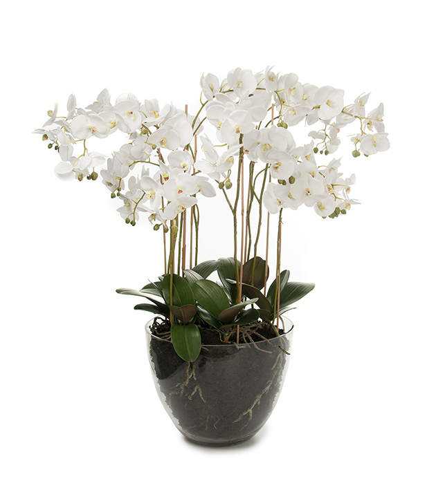 Orkidé Phalaenopsis höjd 90cm