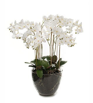 Orkidé Phalaenopsis höjd 90cm