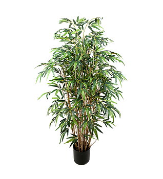 Bambu höjd 120cm