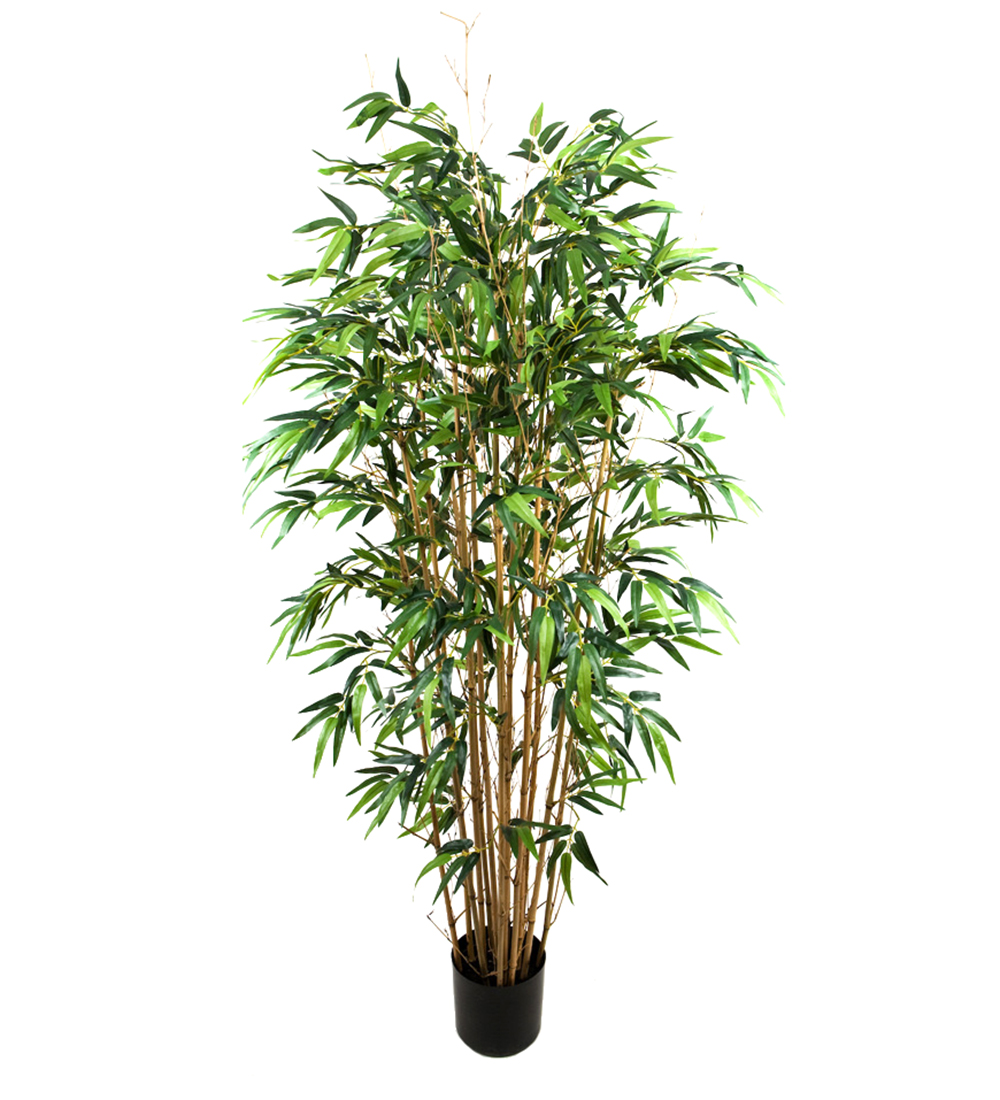 Bambu höjd 180cm