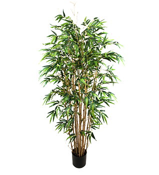 Bambu höjd 180cm