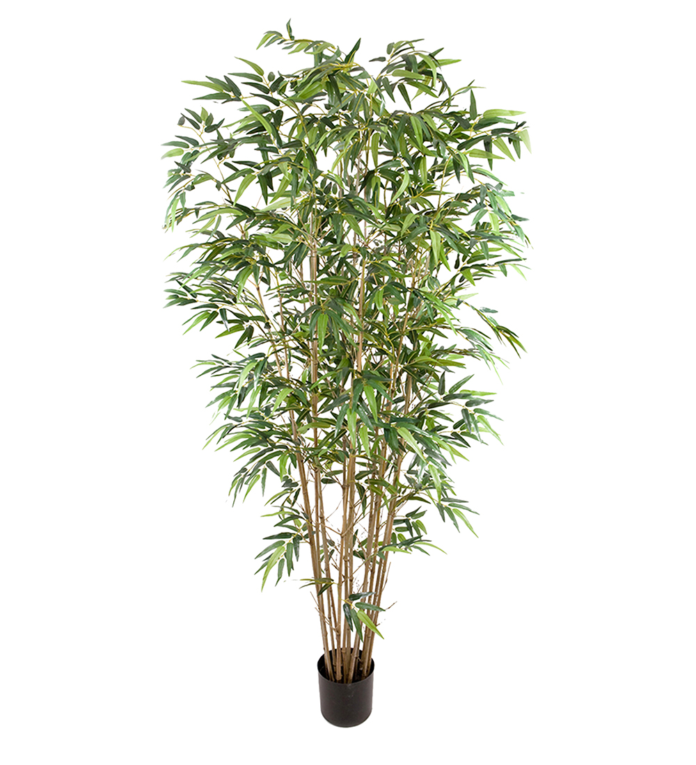 Bambu höjd 210cm