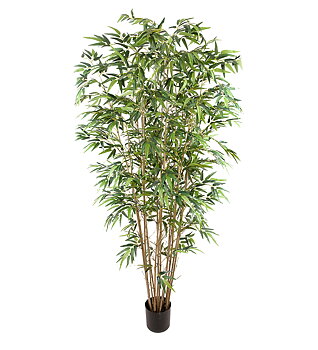 Bambu höjd 210cm