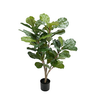 Fiolfikus höjd 90cm