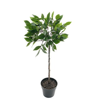 Lager på stam höjd 50cm