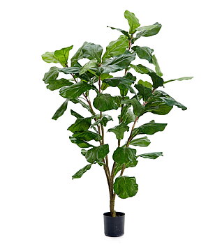 Fiolfikus höjd 120cm