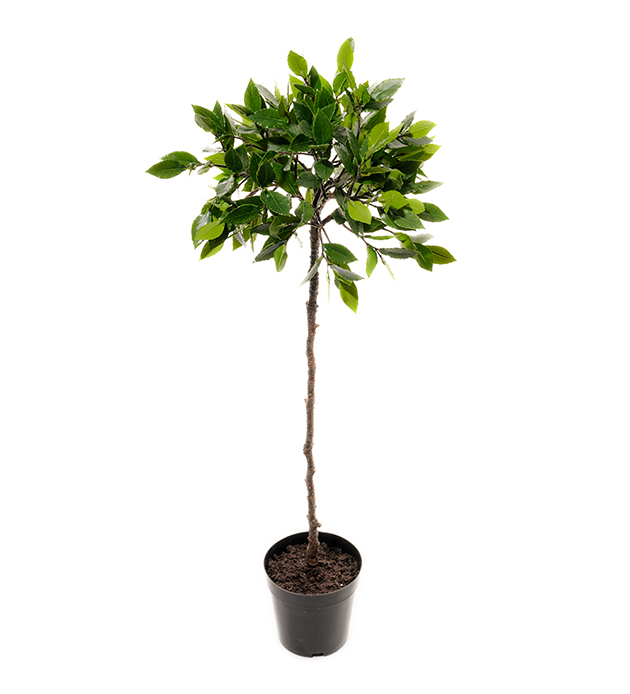 Lager på stam höjd 75cm