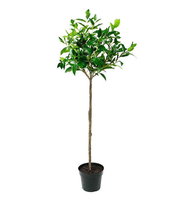 Lager på stam höjd 120cm