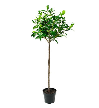 Lager på stam höjd 120cm