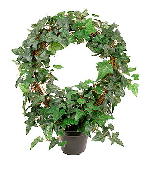 Murgröna höjd 45cm