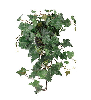 Murgröna höjd 55cm