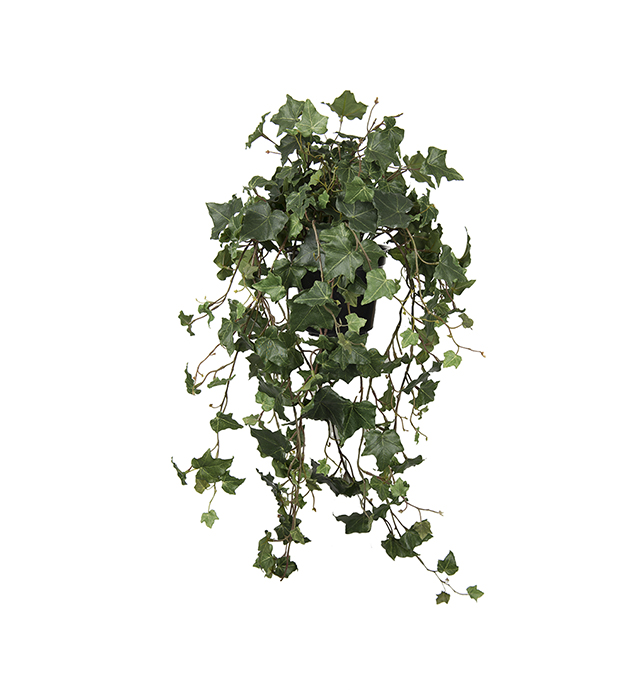Murgröna höjd 75cm