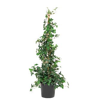 Murgröna höjd 110cm