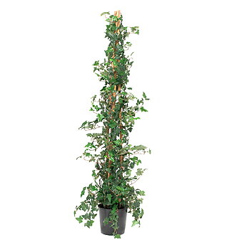Murgröna höjd 160cm