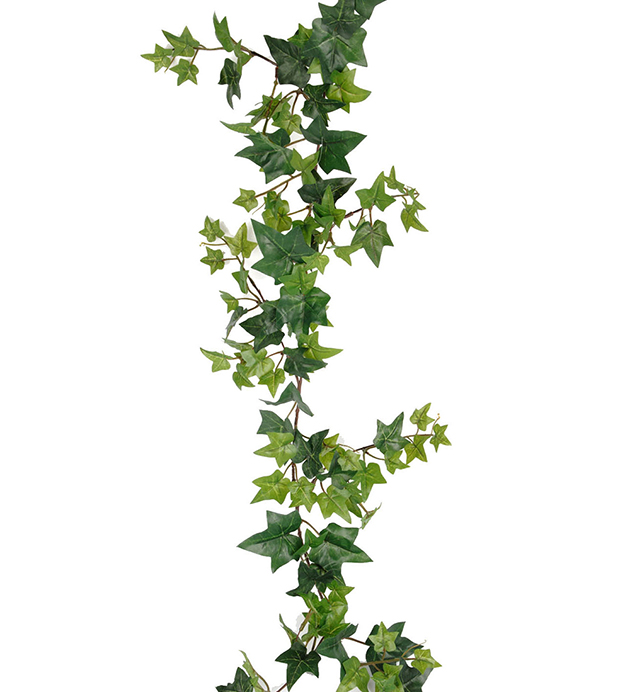 Murgröna höjd 120cm