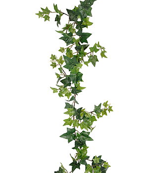 Murgröna höjd 120cm