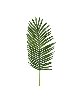 Palmblad 115cm