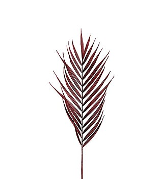 Palmblad 90cm