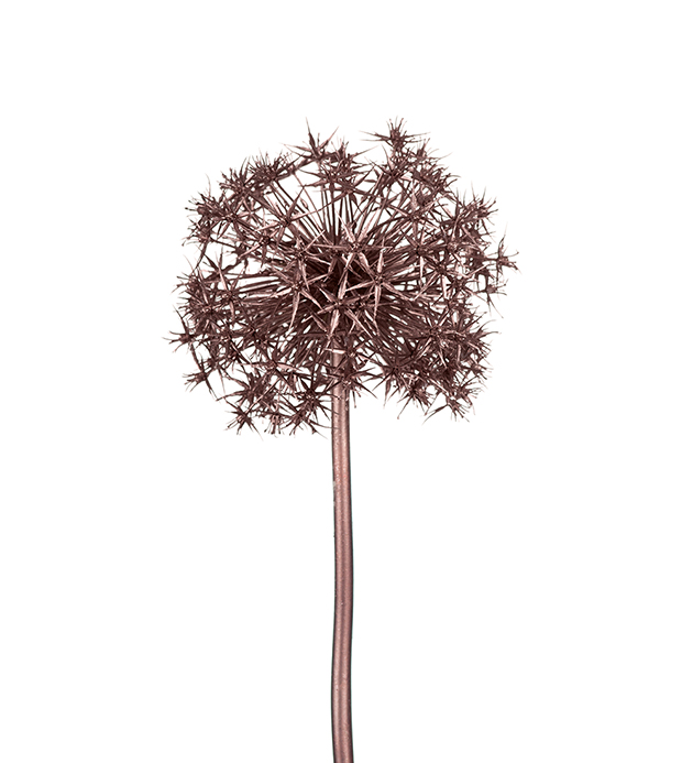 Allium 100cm