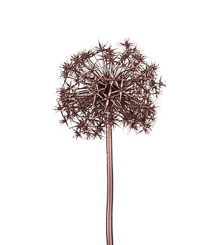 Allium 100cm