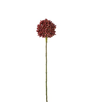 Allium 45cm