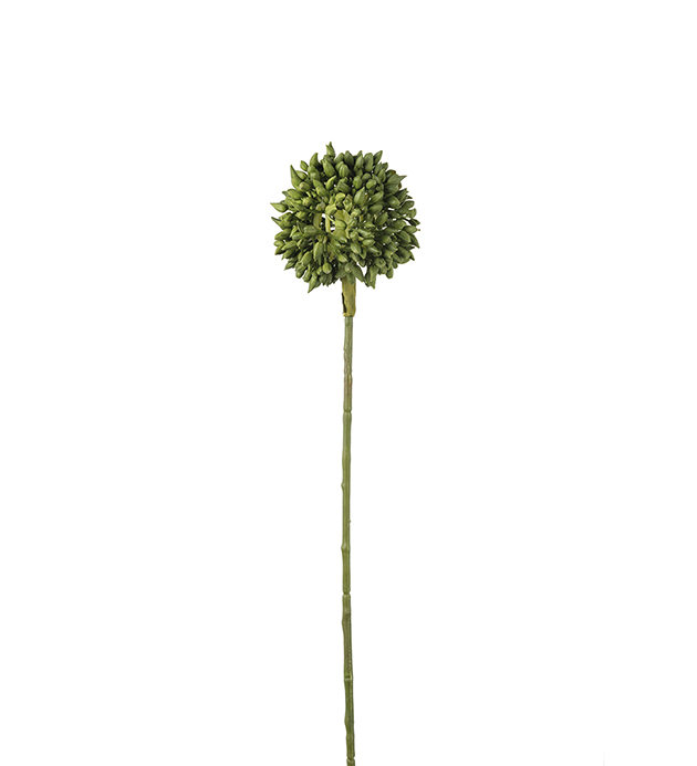 Allium 45cm