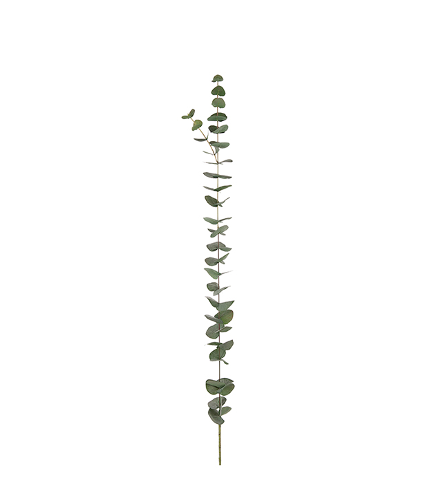 Eucalyptus 120cm