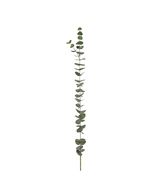 Eucalyptus 120cm