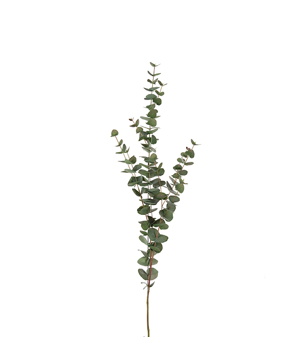 Eucalyptus 120cm
