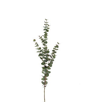 Eucalyptus 120cm