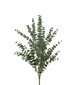 Eucalyptus 120cm