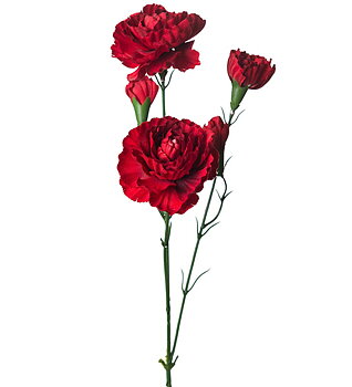 Nejlika Elegance 65cm