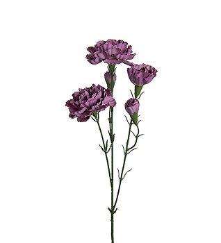 Nejlika Elegance 65cm
