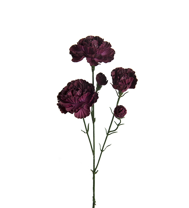 Nejlika Elegance 65cm