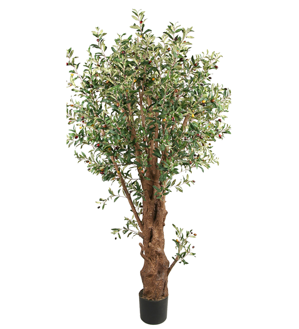 Olivträd höjd 190cm