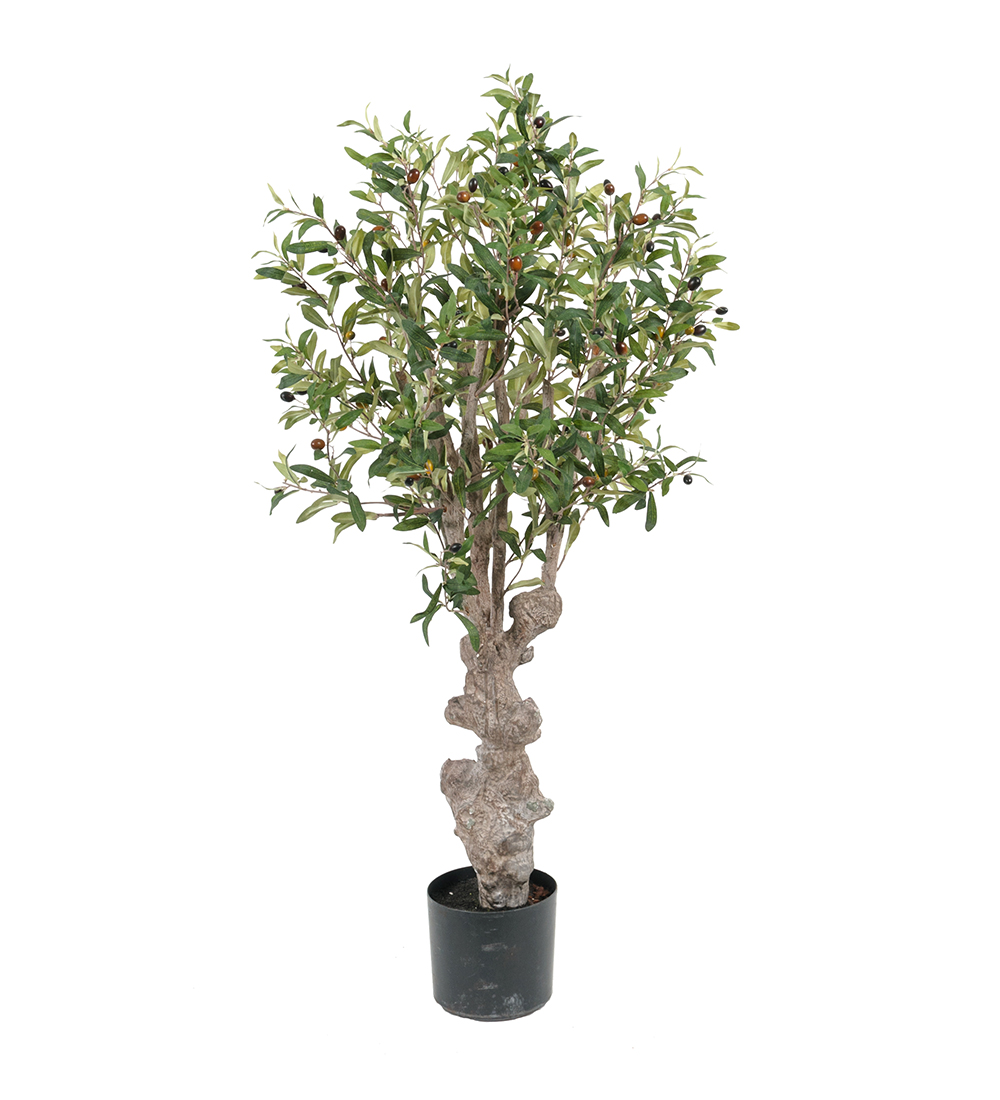 Olivträd höjd 120cm