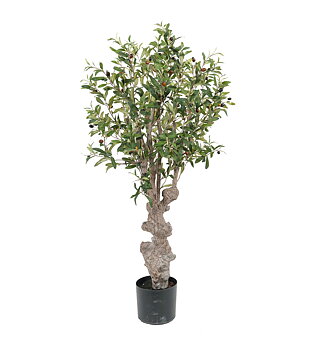 Olivträd höjd 120cm