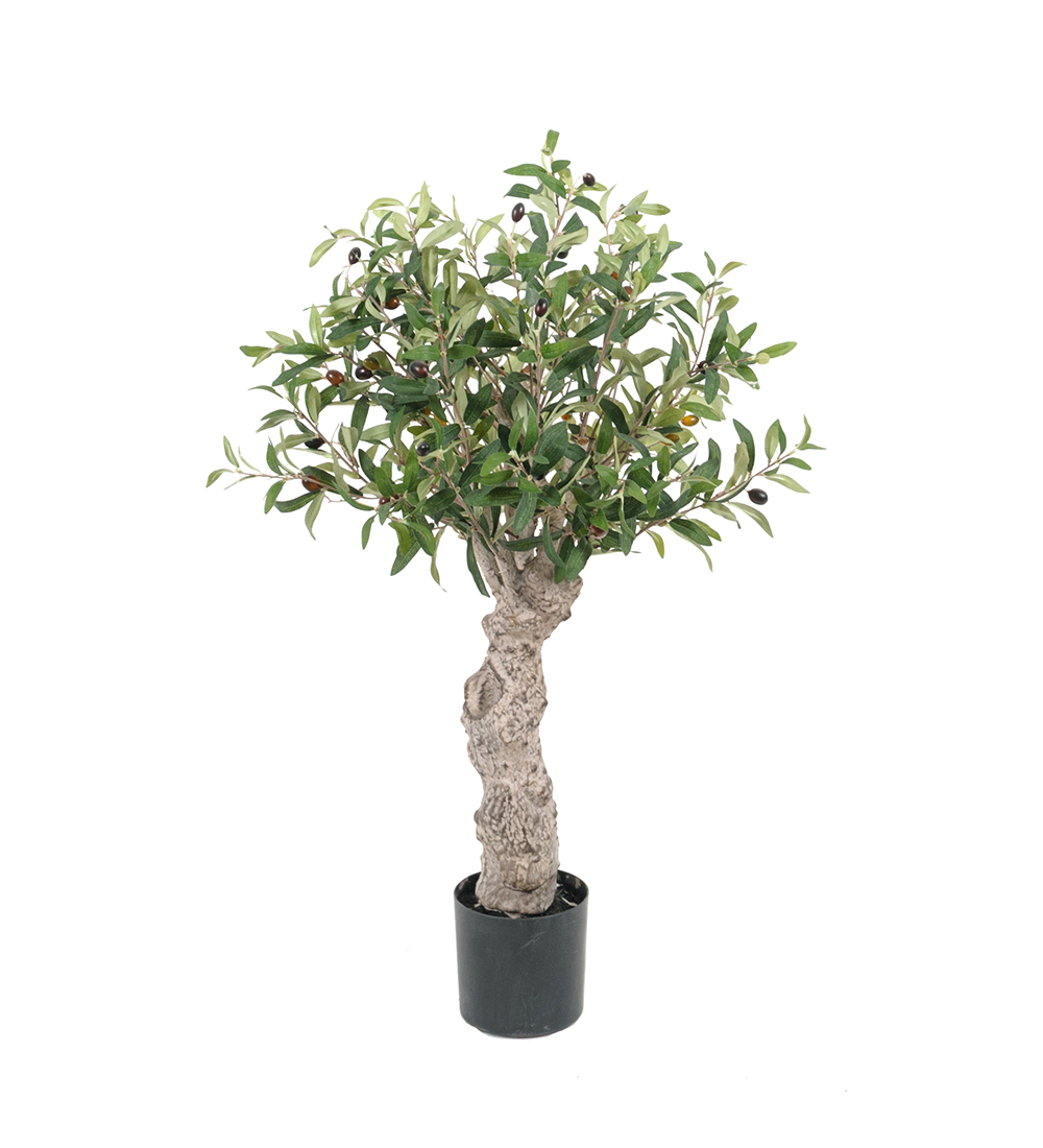 Olivträd höjd 80cm
