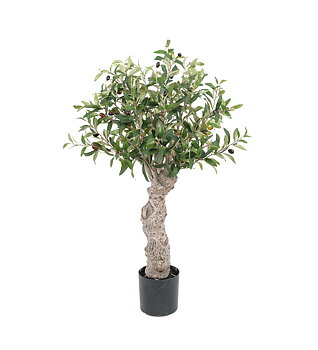 Olivträd höjd 80cm