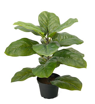 Fiolfikus höjd 40cm