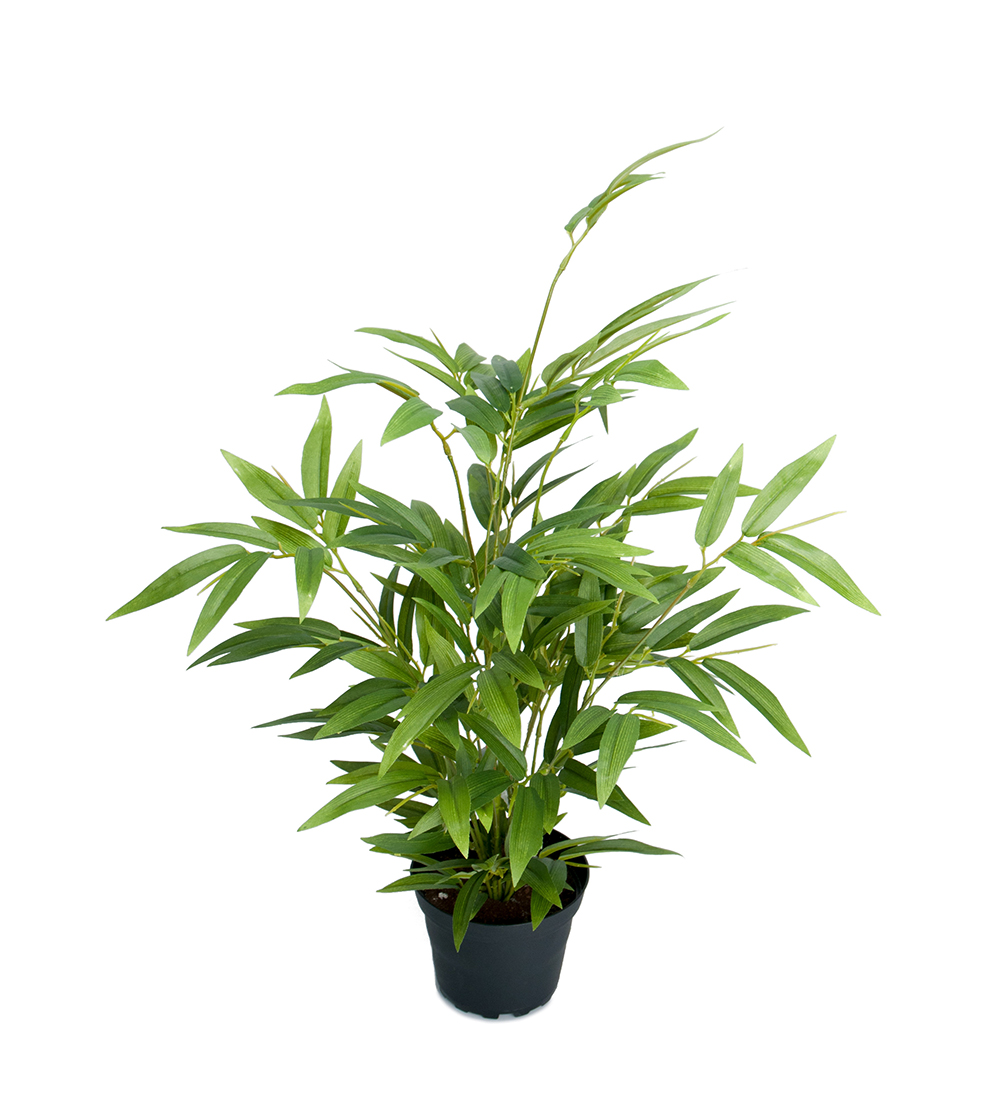 Bambu höjd 45cm