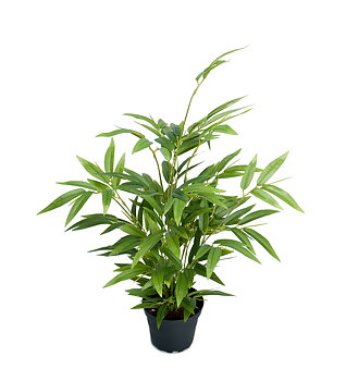 Bambu höjd 45cm