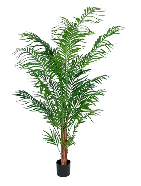 Arecapalm höjd 120cm