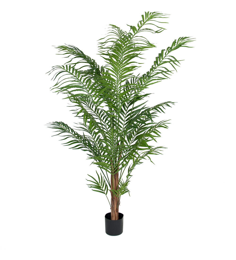 Arecapalm höjd 180cm