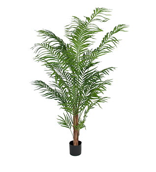 Arecapalm höjd 180cm